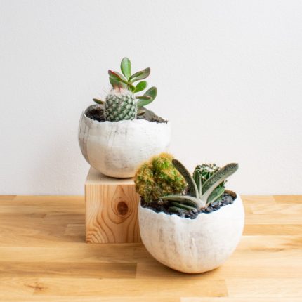 Large Cacti Pot