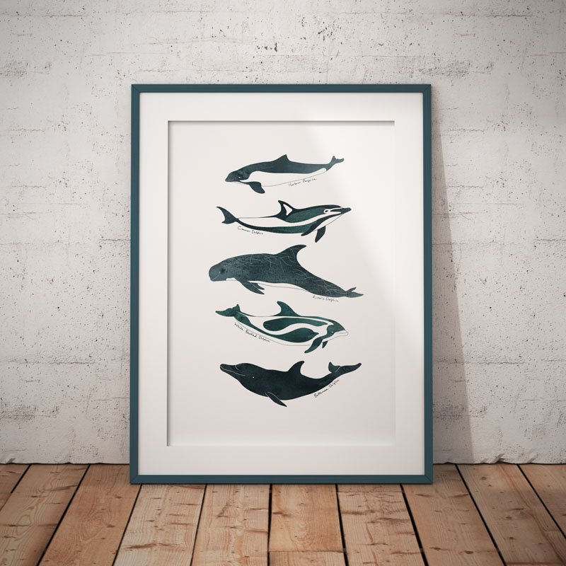 Framed contemporary illustration print of five dolphin species by Single Fin Collective