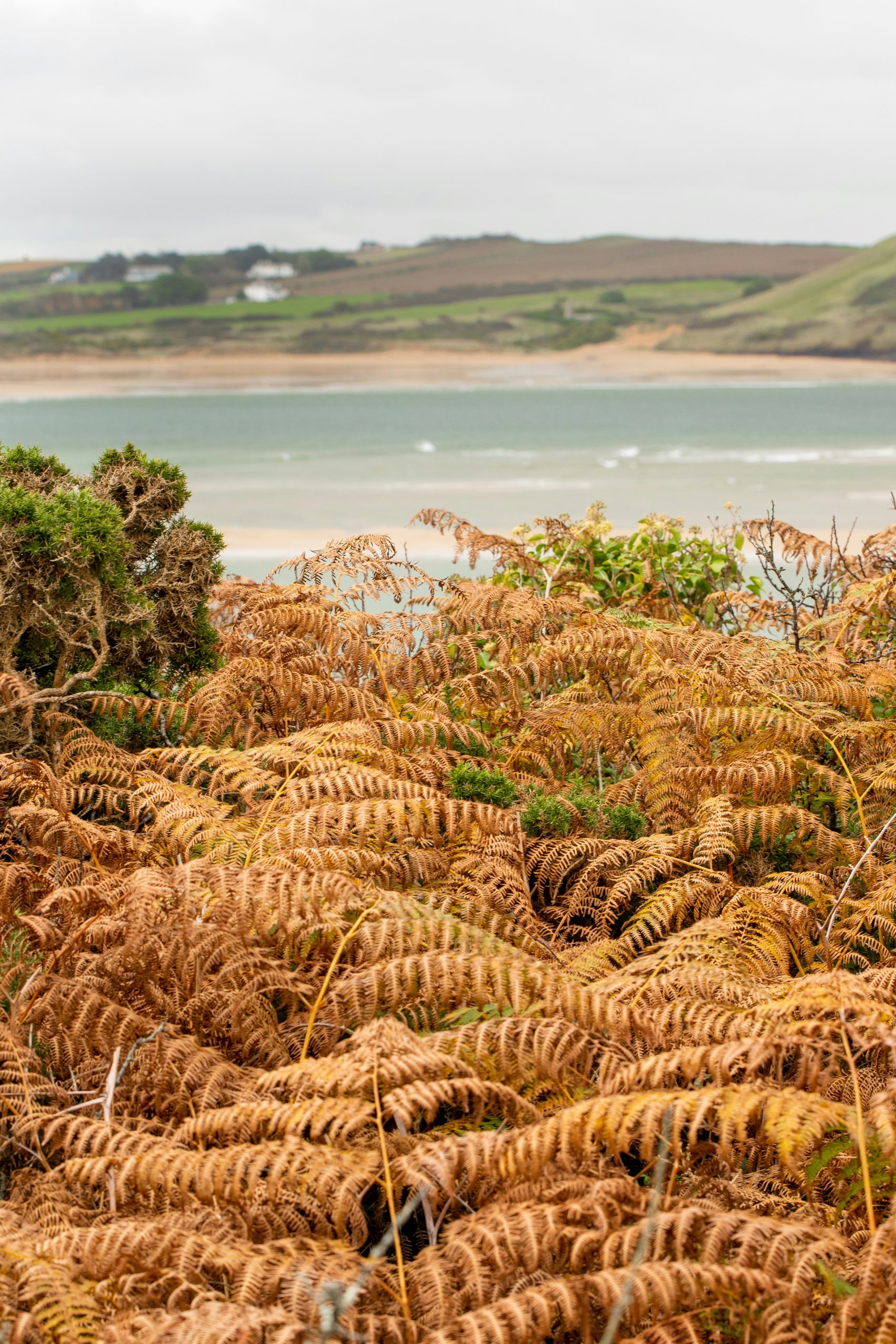 fern with sea view behind