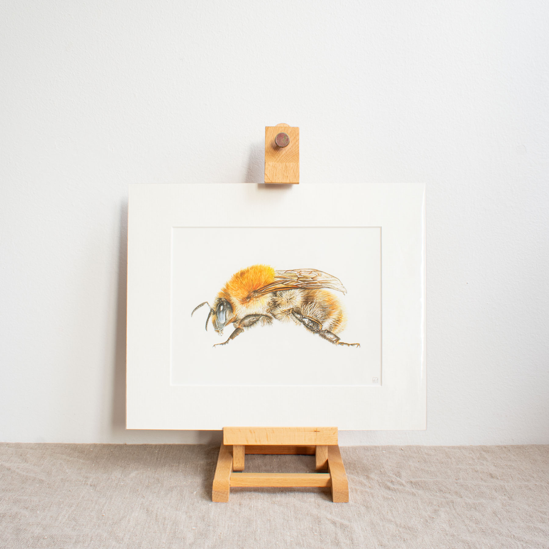 Common Carder Bee Print