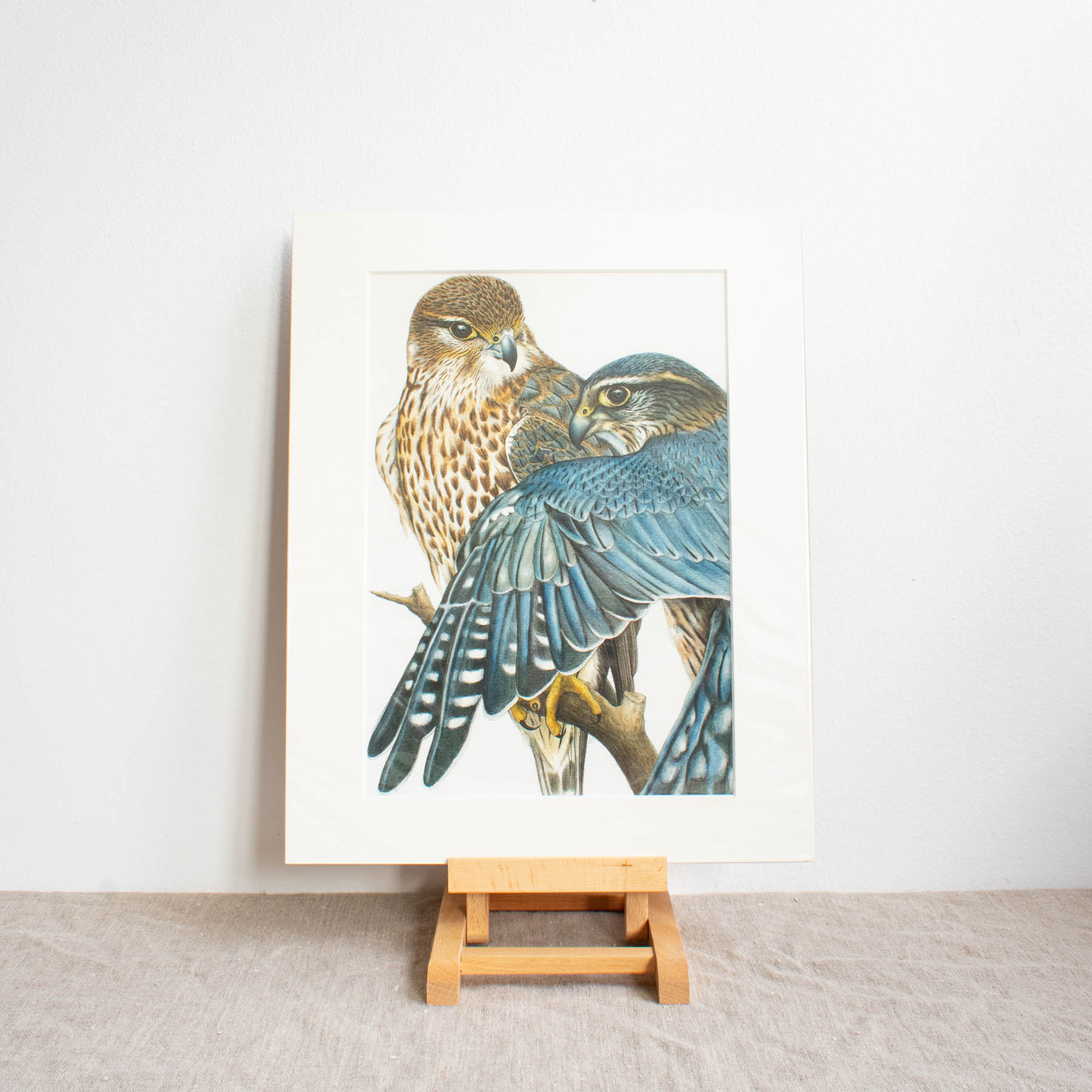 Merlin Falcons Print